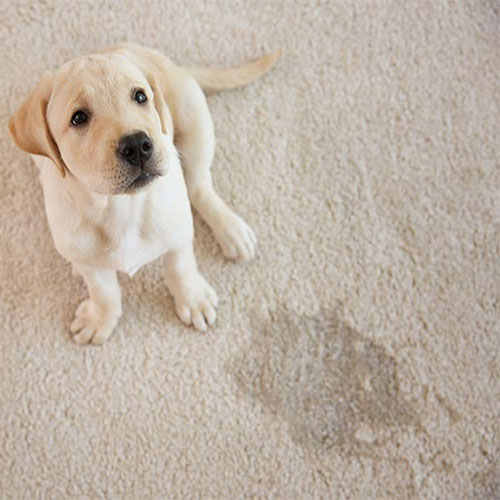 pet stain pet stain